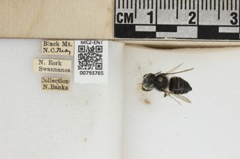 Media type: image;   Entomology 793765 Aspect: labels